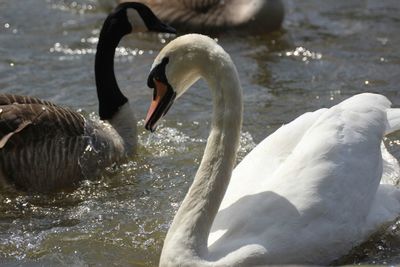 White swan swimming in water