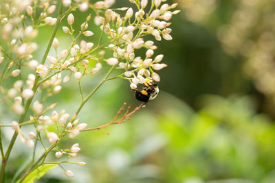 Close-up of insect on flower