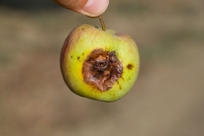 Close-up of hand holding apple