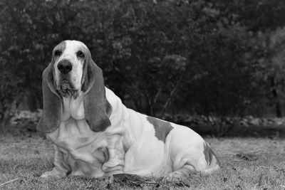 Close-up of dog on field