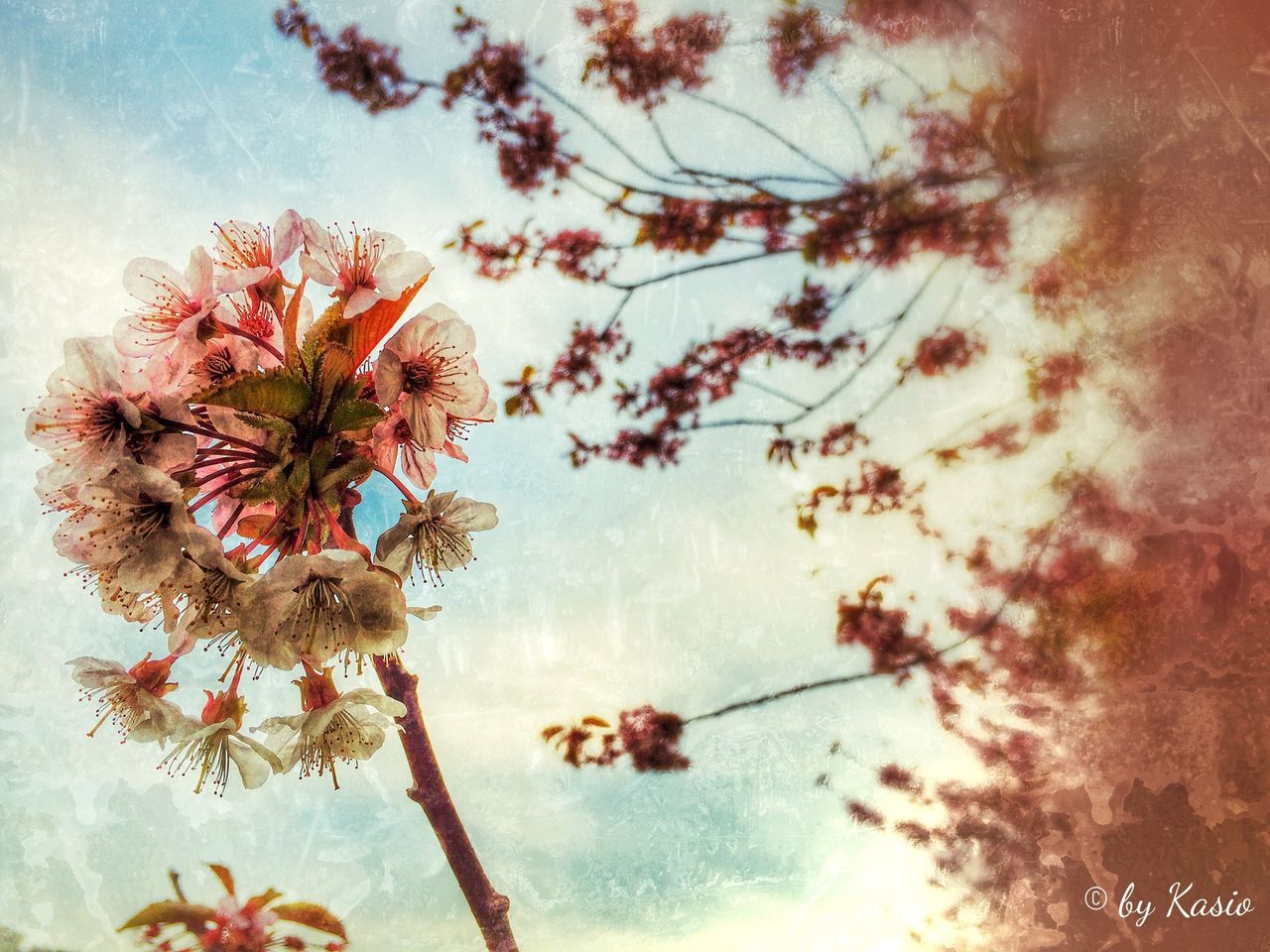 low angle view, branch, growth, flower, tree, nature, beauty in nature, sky, fragility, stem, leaf, freshness, twig, plant, tranquility, close-up, no people, outdoors, day, cloud - sky