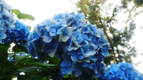 Close-up of blue hydrangea flowers