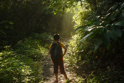 Rear view of boy walking in forest in morning sunlight