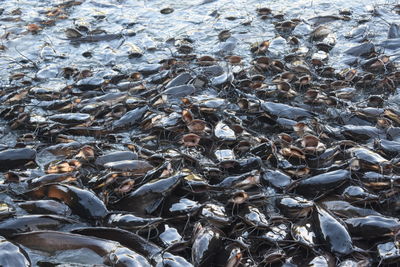 High angle view of fish in water