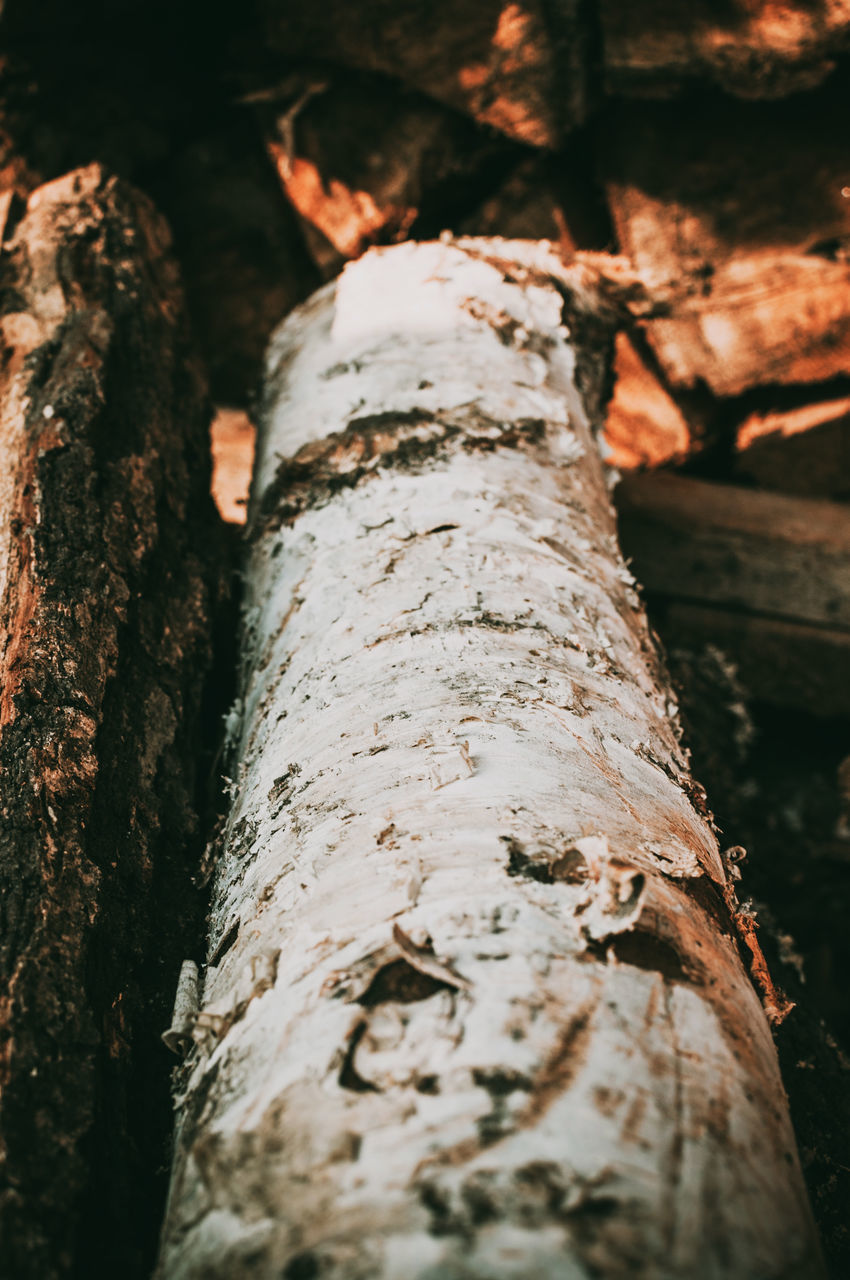 CLOSE-UP OF TREE TRUNK WITH LOG