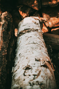 Close-up of tree trunk in forest