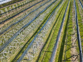 Full frame shot of agricultural field