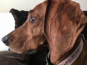 Profile view of a red bone coon hound dog with veiny ears.