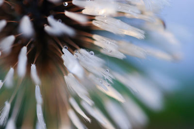 Close up of plant growing on plant