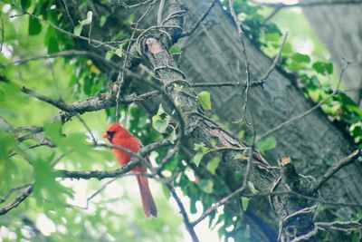 Bird perching on branch