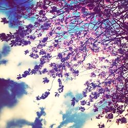 Low angle view of trees against sky