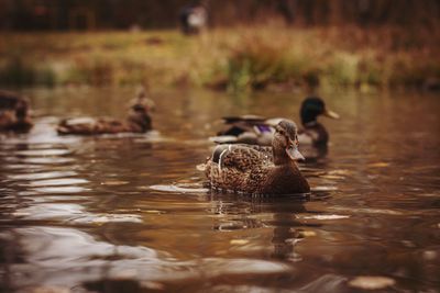 Ducks swimming in lake