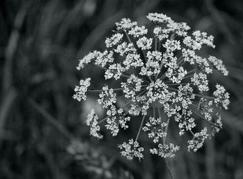 Close-up of white flowering plant