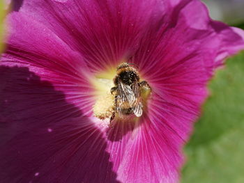 Macro shot of pink flower