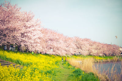 Scenic view of yellow flowers growing in field