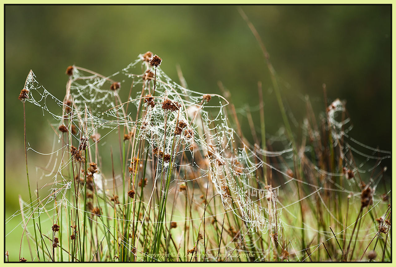 CLOSE-UP OF PLANT IN FIELD