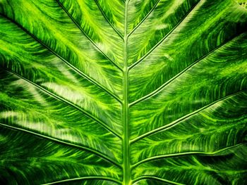 Close-up of palm leaf