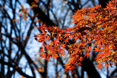 Low angle view of maple leaves on tree