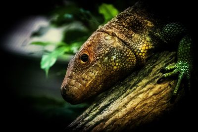 Close-up of lizard on tree