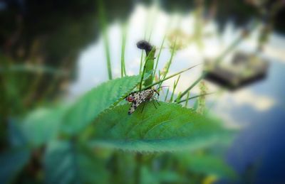 Close-up of insect on plant