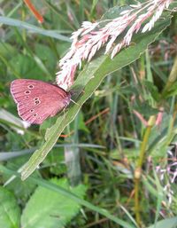 Close-up of insect on plant