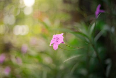 Close-up of pink flowering plant
