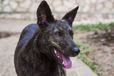 Close-up of black dog looking away