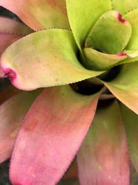 Close-up of pink flower