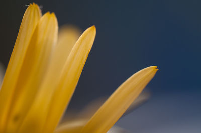 Close-up of yellow flower against blurred background