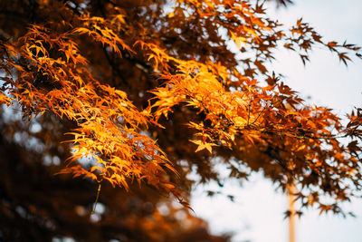 Low angle view of maple tree