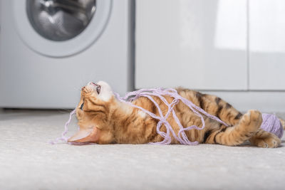 A ginger cat plays with a ball of thread on the carpet in the room.