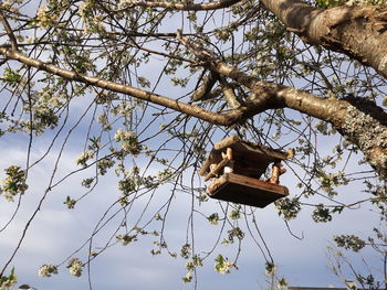 Low angle view of bird perching on tree against sky