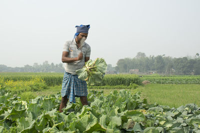 Farmer harvesting vegetable at farm land