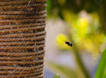 Close-up of insect on plant