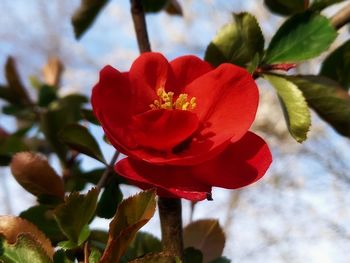 Close-up of red flowering plant