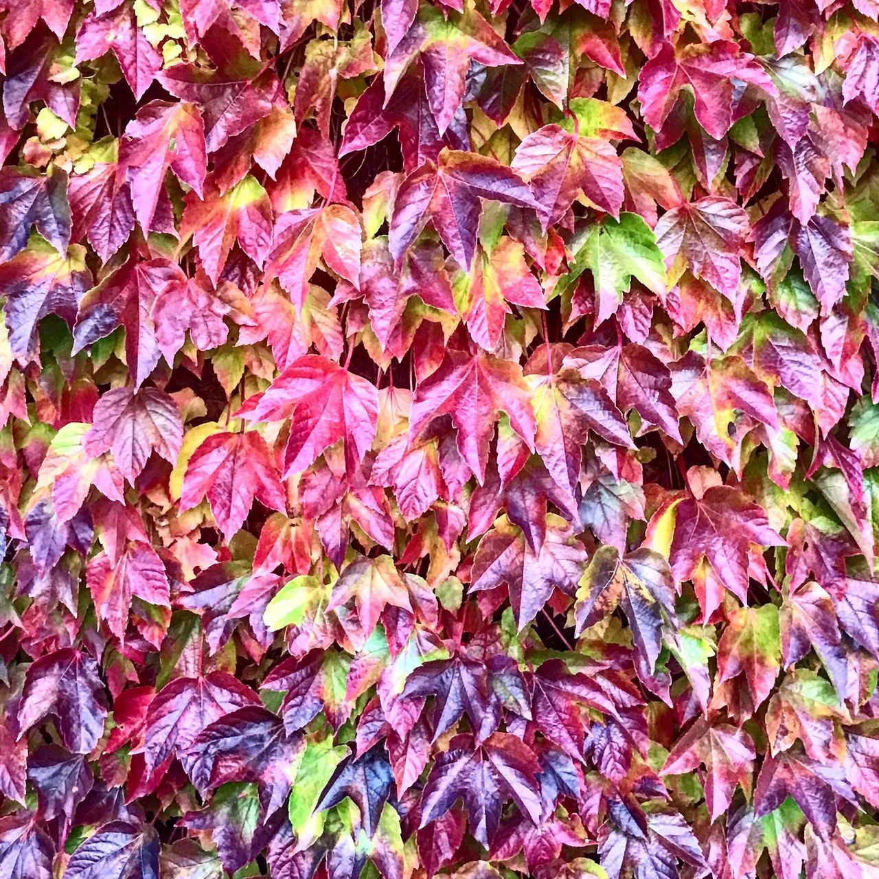 CLOSE-UP OF DRY LEAVES