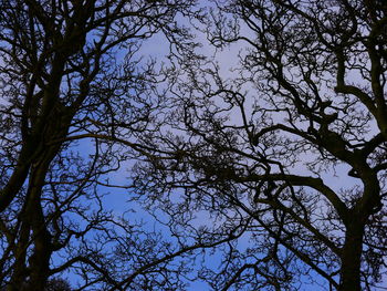 Low angle view of trees against clear sky