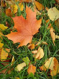 High angle view of dry leaves on field