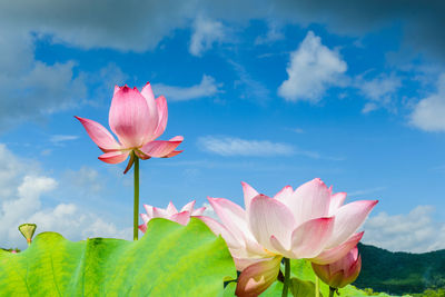 Close-up of pink tulips