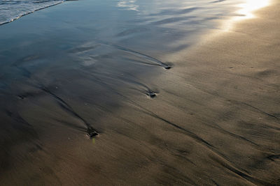 High angle view of crab on beach