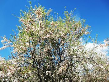 Low angle view of tree against clear blue sky