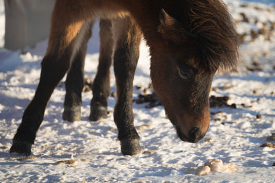 View of a horse