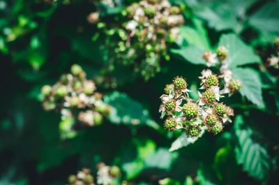 Close-up of flowering plant on field