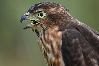 Close-up of a bird looking away