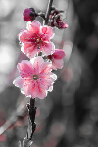 Close-up of pink flowers