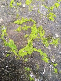 High angle view of moss growing on road