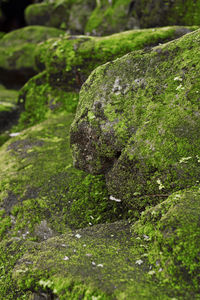 Close-up of lichen on rock