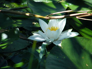 Close-up of water lily blooming outdoors