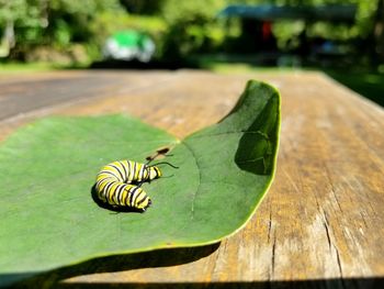 Close-up of butterfly on leaf