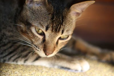 Close-up portrait of cat